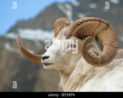 Le mouflon de Dall (Ovis dalli). Portrait d'un bélier Banque D'Images