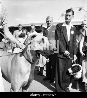 Animaux : Chiens : Les propriétaires et les candidats vu ici parler partie dans le Daily Mirror Dog Show, Londres. Juillet 1953 D3828-008 Banque D'Images