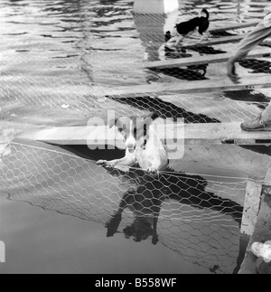 Animaux : Chiens : Les propriétaires et les candidats vu ici parler partie dans le Daily Mirror Dog Show, Londres. Juillet 1953 D3828-013 Banque D'Images