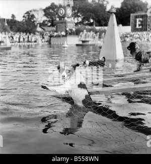 Animaux : Chiens : Les propriétaires et les candidats vu ici parler partie dans le Daily Mirror Dog Show, Londres. Juillet 1953 D3828-016 Banque D'Images