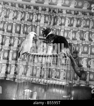 Oiseaux Animaux : Les chats de l'Amitié : les visiteurs de l'hôtel Pont Hodder Hodder, Lancs. Sont toujours intrigué par les pitreries de Polly a 47 ans et d'un perroquet de 3 mois chaton Tim qui ont invariablement une bataille au moment de se mettre ensemble mais qui sont vraiment les meilleures de Pals. Août 1953 D5355 Banque D'Images