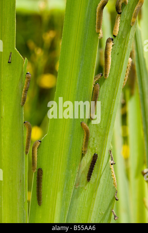 La tenthrède de l'iris (Rhadinoceraea micans) parasites des larves d'Iris sauvages et cultivées sur drapeau jaune (Iris pseudacorus), close-up Banque D'Images