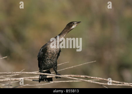 Cormoran pygmée phalacrocorax pygmaeus est membre de la famille d'oiseaux de cormorant Israël Novembre Hiver Banque D'Images