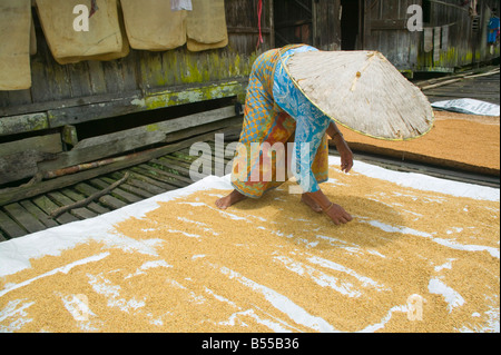 Une femme pose pour sécher le riz à l'Iban longhouse, nr Kapit, Sarawak, Bornéo en Malaisie. Banque D'Images