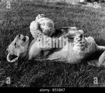 Fierté des lions : Avoir une boule, c'est jeune Napoléon, le lion cub qui vit à Southam Wildlife Park, près de Leamington Spa, Warwicks. Quand il s'agit de jeux qu'il obtient ses coups comme les autres six mois, chaton. Mais pas pour longtemps. Bientôt Napoléon à croissance rapide ne les demandez une place de choix dans l'équipe du lion. Février 1979 P012741 Banque D'Images