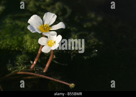 Ranunculus peltatus crowfoot l'eau de l'étang à Israël Mai 2008 Banque D'Images