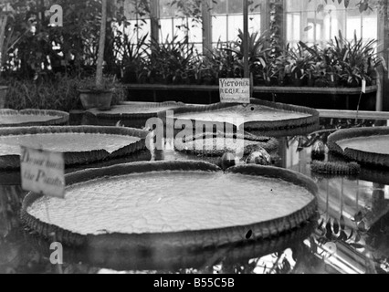 Nénuphar géant à Kew Gardens, Londres. Le Victoria regia, un nénuphar du Brésil a noté pour la force de ses feuilles qui peuvent supporter le poids d'un enfant 1923;55 B Alf146 Banque D'Images