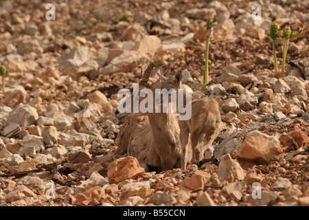 Israël Hai Bar sanctuaire animal femelle et Jeune mouflon Ovis aries Banque D'Images