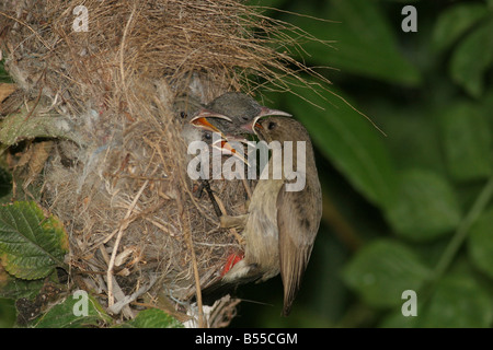 La Palestine Sunbird ou du Nord femelle produit sur Orange Sunbird Chalcomitra oseus nourrir les jeunes oisillons dans un nid Banque D'Images