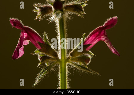 Hedge Woundwort (Stachys sylvatica) contre la lumière, close-up Banque D'Images