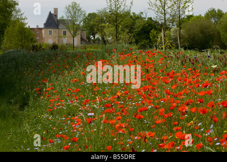 Banque du planté un champ de mauvaises herbes etc dans un château à murs au sud de Chatillon sur Indre France Banque D'Images