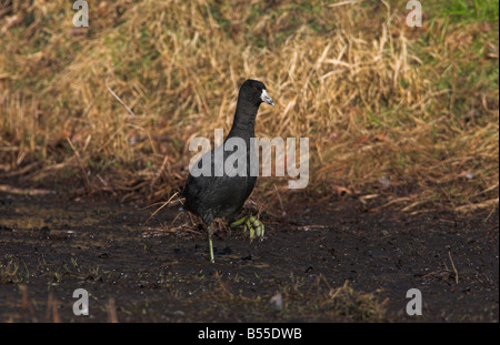 Foulque d'Amérique Fulica americana quelques throuugh la boue sur bord de l'eau par les rois de l'île de Vancouver, BC Victoria Étang en Février Banque D'Images