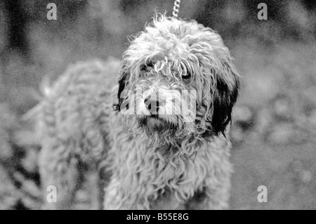 Chiens animaux : il est délabré à la recherche... mais aimable. Il en coûtait quelques shillings quand il était une petite boule de laine. Mais pour le pensionné Selena Greenwood il vaut chaque centime de la £300 elle a passé sur lui au cours des 2 ans 1/2. BobbyÖyou pourrait l'appeler un vieux English Sheepdog a passé les 2 ans 1/2 la vivant jusqu'à l'extérieur de la maison ...avec traitement de 5 étoiles à un embarquement chenil parce que sa maîtresse n'avait pas de maison pour qu'après elle est sortie de l'hôpital. Bobby est désormais en cours de réhabilitation pour bientôt lui et son propriétaire sera de nouveau ensemble quand elle reçoit un accueil de ses propres. Décembre 1969 Z12024-002 Banque D'Images