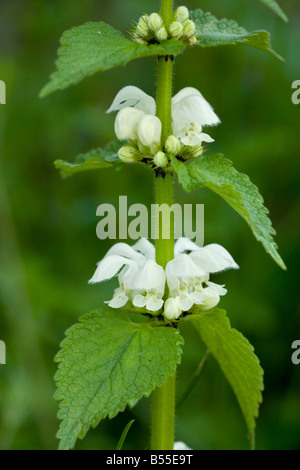 Lamier blanc Lamium album en fleur au printemps France Banque D'Images