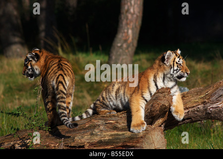 Siberian Tiger cubs jouer à un arbre Banque D'Images