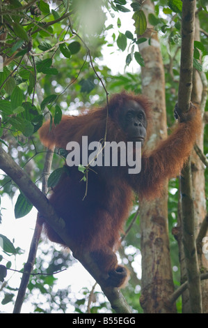 Un orang-outan en forêt à Semenggoh Malaisie Sarawak Kuching nr Sanctuaire Banque D'Images