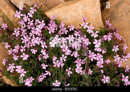 Mountain Sandwort Arenaria montana sur calcaire Gorges du Tarn France Banque D'Images