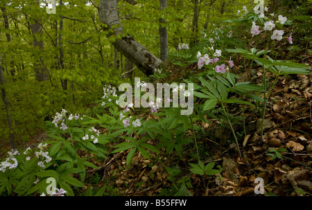 Cardamine heptaphylla sept feuilles bittercress en montagne forêt de hêtre Fagus sylvatica sur le Mont Aigoual Cevennes France Banque D'Images