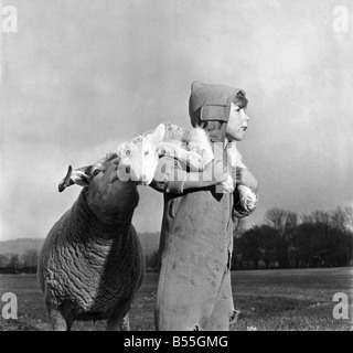 Agneaux de Noël. Au bas de la ferme de seigle, Otford, dans le Kent, au début les agneaux sont en train de naître. 3 sont nés à ce jour et de nombreuses autres sont attendues avant Noël. Les bergers Maître Richard Wickens fils âgés de 3 ans est enchanté de l'agneaux et les porte et les animaux de la plus grande partie de la journée. Décembre 1953 D7216-001 Banque D'Images