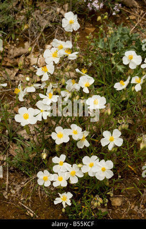 White Rock Rose Helianthemum apenninum très rare sur calcaire en UK Banque D'Images