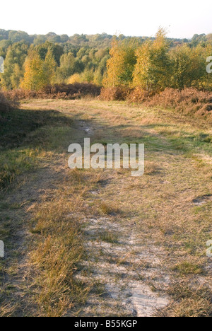 Une vue vers le bas une piste sur l'Ashdown Forest avec l'automne les arbres en arrière-plan Banque D'Images