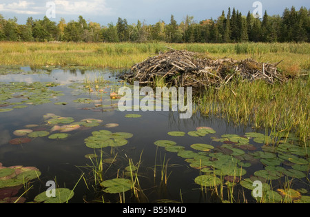 Étang de castors dans la petite baie de Rainy Lake Narrows Brule Parc National Voyageurs Minnesota USA Banque D'Images