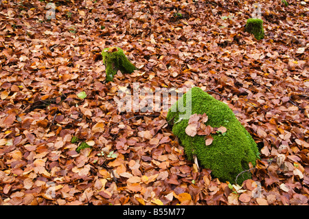 Sol recouvert de feuilles d'automne et mousse verte couverts rock, Oberpfalz, Bavaria, Germany Banque D'Images