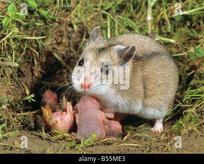 Chinese Hamster rayé avec oursons / Cricetulus barabensis Banque D'Images