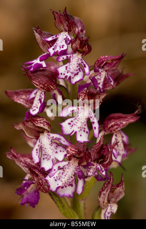 Lady Orchid (Orchis purpurea) dans la région de Flower, close-up, printemps, France