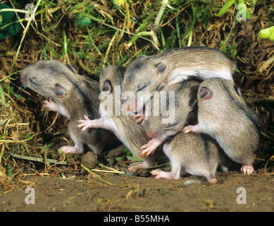 Chinese Hamster rayé : plusieurs oursons dormir / Cricetulus barabensis Banque D'Images