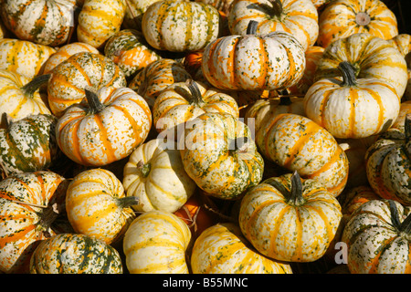 La citrouille (Cucurbita pepo), variété : Sweet Dumpling Squash sur un étal du marché Banque D'Images