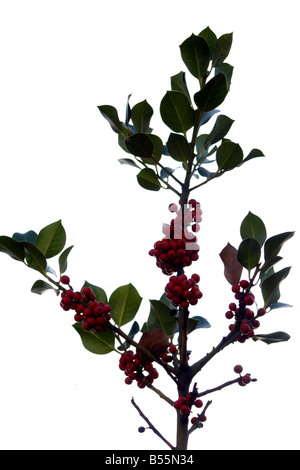 Arbre de Noël. Meilleurs voeux. Noël. Joyeux Noël. Joyeux Noël. Ilex aquifolium. Holly. Petits fruits. Rameau. Lucky Charm. Banque D'Images