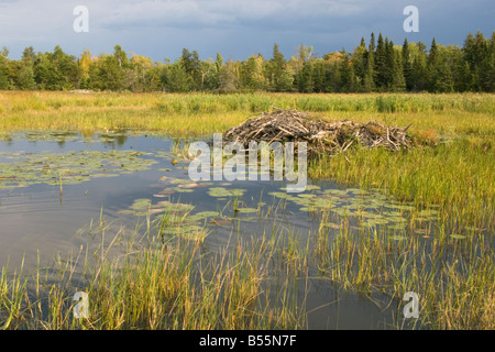 Étang de castors dans la petite baie de Rainy Lake Narrows Brule Parc National Voyageurs Minnesota USA Banque D'Images