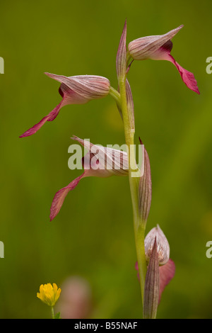 Orchidée Serapias lingua (langue maternelle) en fleurs en prairie humide, close-up, Dordogne, France Banque D'Images