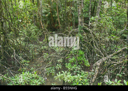 Les mangroves dans le Parc National Similajau nr Bintulu Sarawak Malaisie Banque D'Images