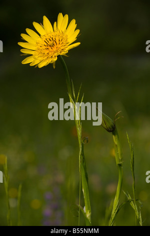 Une barbe (Tragopogon orientalis), close-up, Slovénie Banque D'Images