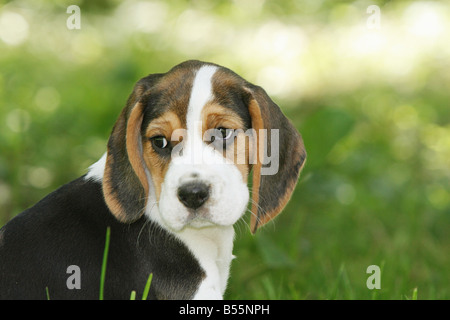 Chiot Beagle - portrait Banque D'Images