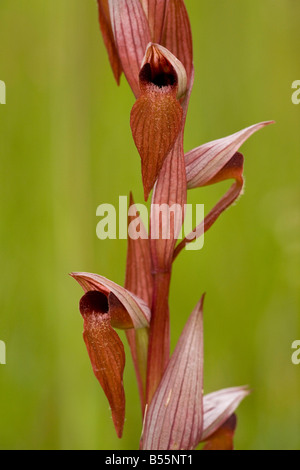 Une orchidée Serapias vomeracea (langue maternelle), close-up, en prairie, Dordogne, France Banque D'Images