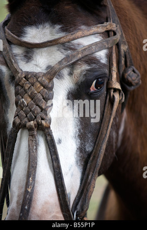 Un gros plan de la tête d'un cheval montrant les gauchos en cuir faits à la main une partie de la bride à San Antonio de Areco Argentine Banque D'Images