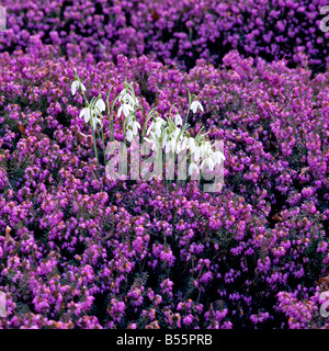 Erica avec Galanthus nivalis pousse dans un lit au début du printemps Banque D'Images