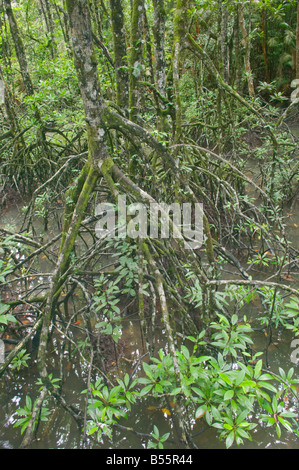 Les mangroves dans le Parc National Similajau nr Bintulu Sarawak Malaisie Banque D'Images