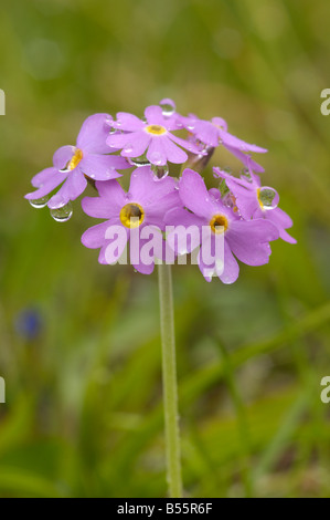 Primevère Laurentienne, primula farinosa, fleurs sauvages alpines, Dolomites, Italie Banque D'Images