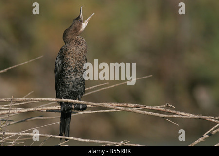 Cormoran pygmée phalacrocorax pygmaeus est membre de la famille d'oiseaux de cormorant Israël Novembre Hiver Banque D'Images