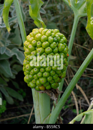 Arum dragon (dracunculus vulgaris) Banque D'Images