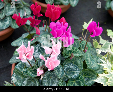 Primulaceae Cyclamen mélangées Banque D'Images