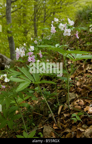 Cardamine heptaphylla sept feuilles bittercress en montagne forêt de hêtre Fagus sylvatica sur le Mont Aigoual Cevennes France Banque D'Images