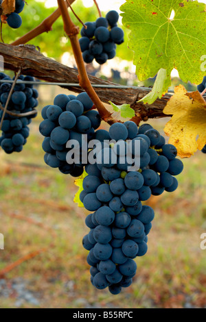 Merlot plein de petits fruits fruit hanging on vine in vineyard Banque D'Images