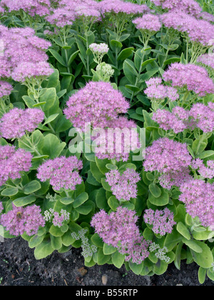 Orpine (Sedum telephium syn. hylotelephium telephium) Banque D'Images