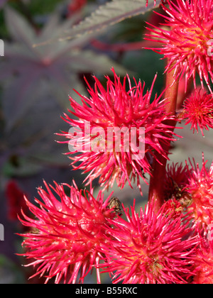 Le ricin (Ricinus communis) Banque D'Images