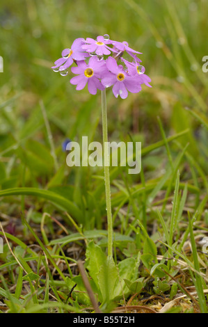 Primevère Laurentienne, primula farinosa, fleurs sauvages alpines, Dolomites, Italie Banque D'Images